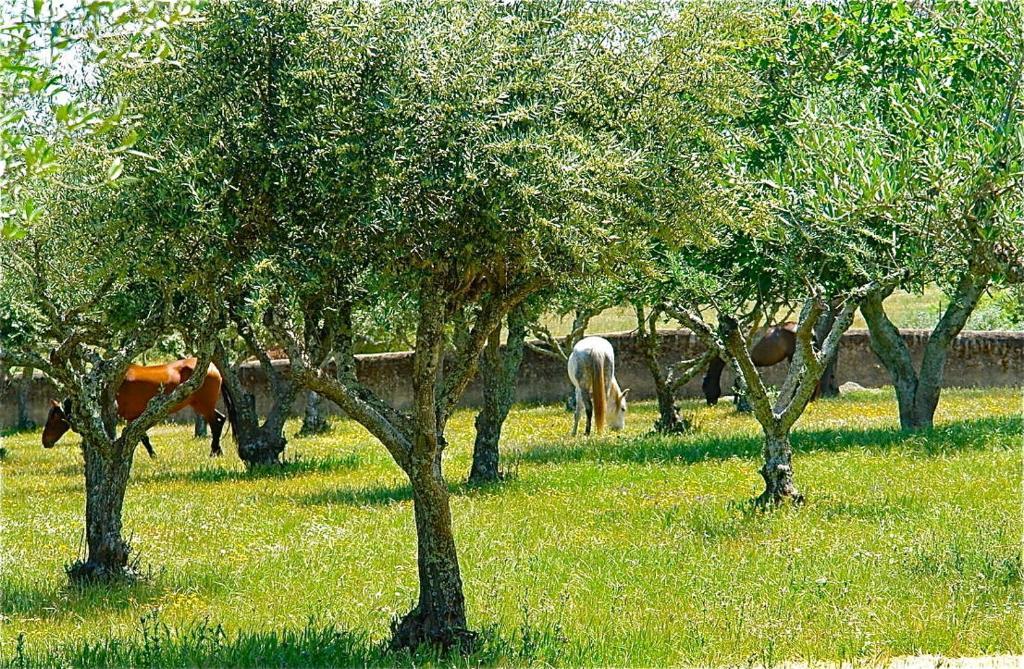 Quinta Da Bela Vista Póvoa e Meadas Exterior foto